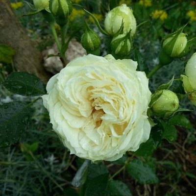 Саджанець троянди Тантау Lemon Rokoko (Лимон Рококо)(закритий корінь) 1606333618 фото