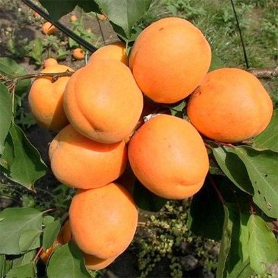 Саженец абрикоса "Хардгранд" (летний сорт, поздний срок созревания) 1606333774 фото