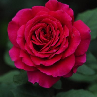 Саджанець троянди чайно-гібридної (садової) Юліандра (закритий корінь) 0000000058 фото