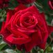 Саджанець плетистої троянди Дуфтзаубер (Duftzauber)(закритий корінь) 1606333464 фото 1